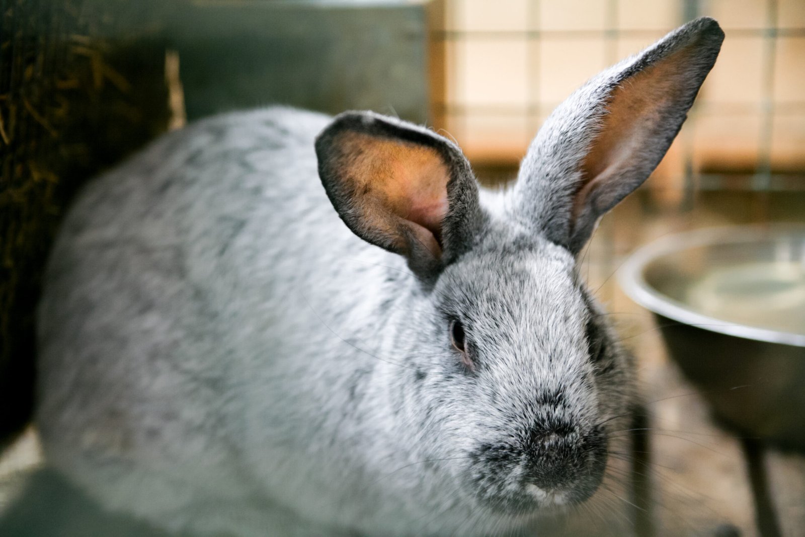 A Silver rabbit breed