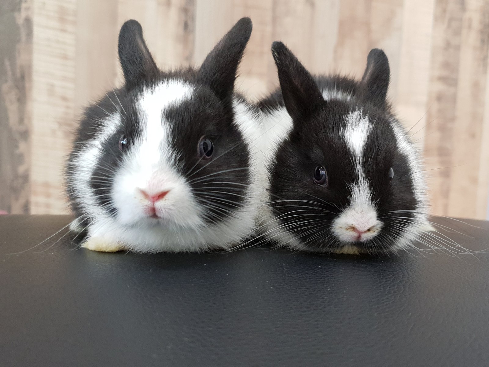 Rabbits face-to-face Rabbits face-to-face