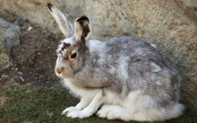 A rabbit shedding its coat