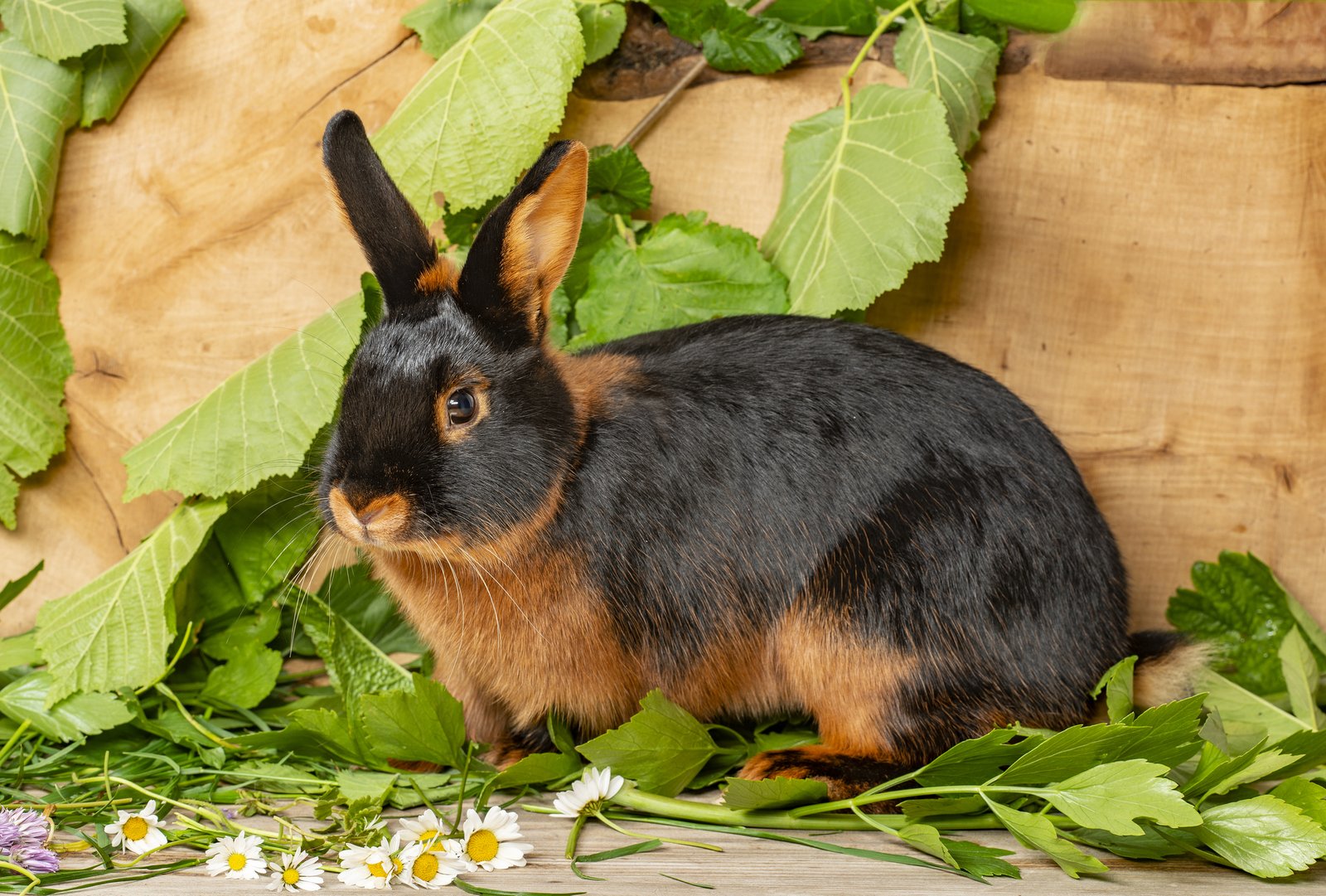 A Tan rabbit breed A Tan rabbit breed