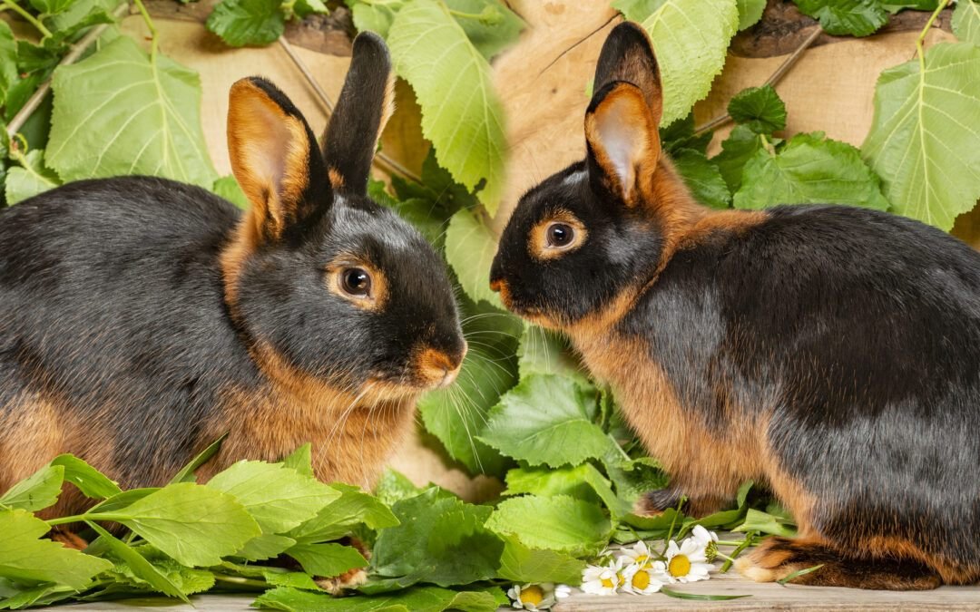 Bonded rabbits