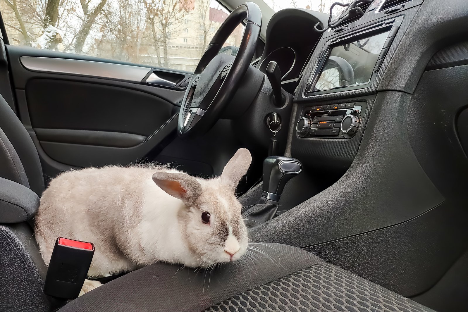 rabbit inside a car