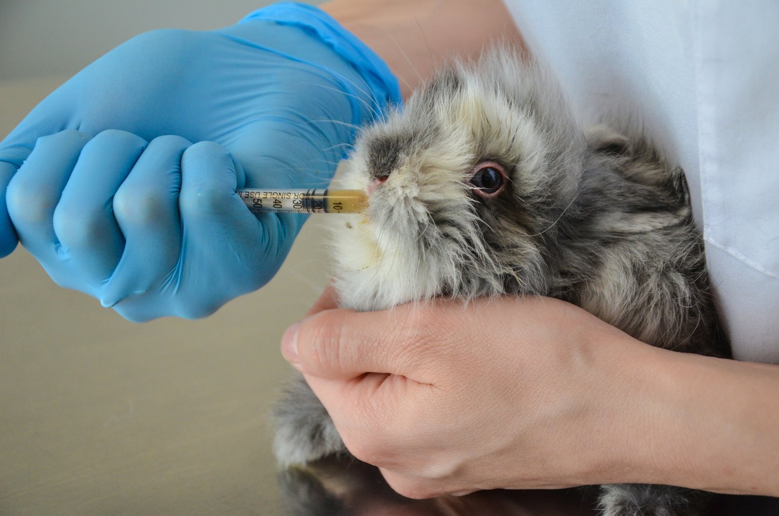 Feeding a rabbit using syringe