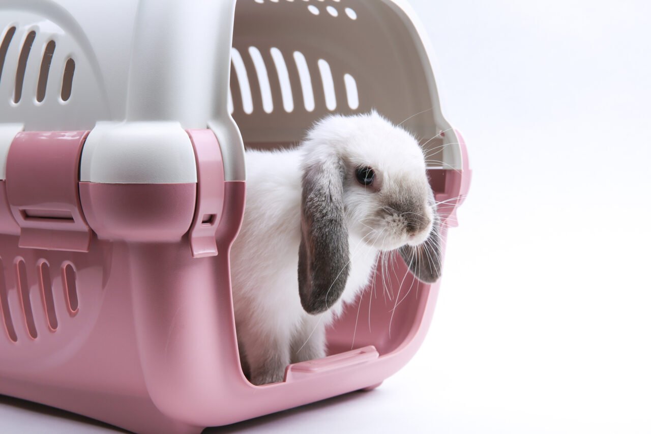 Travel with Your Rabbit: An Ultimate Guide - The Rabbit Hop
