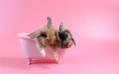 Do rabbits need baths