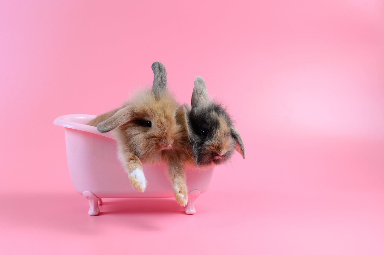 Do Rabbits Need Baths? The Rabbit Hop