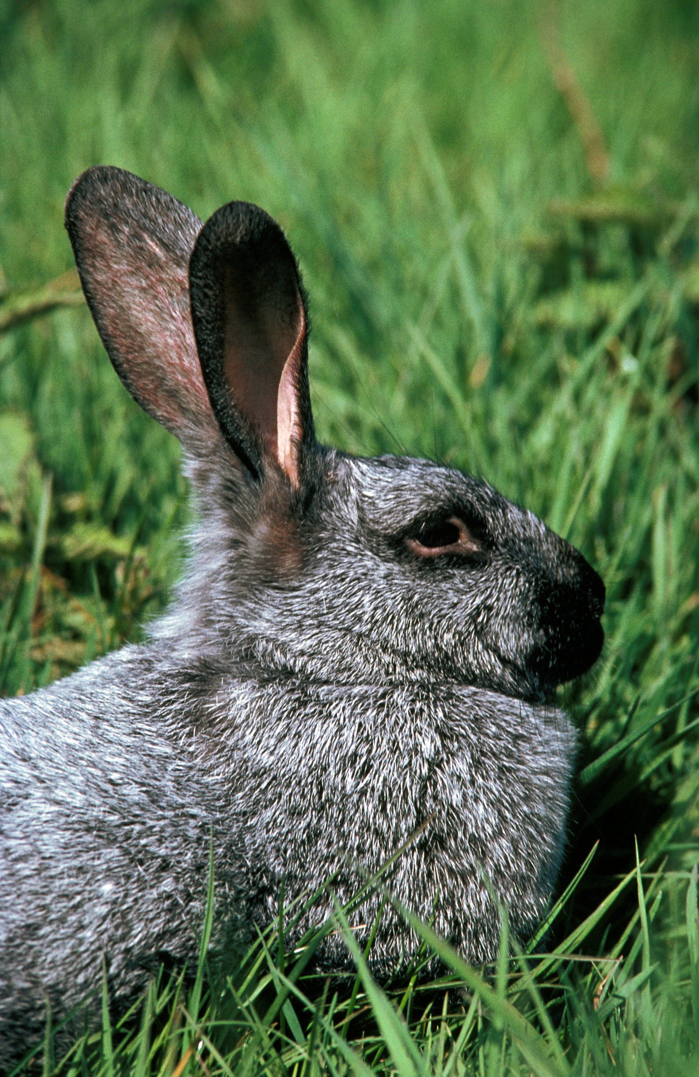 Champagne rabbit outdoors Champagne rabbit outdoors