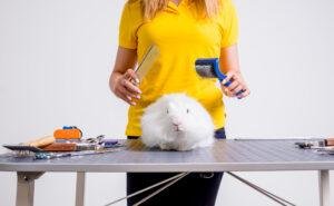 Rabbit grooming tips