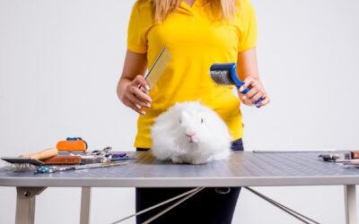 Rabbit Grooming Tips