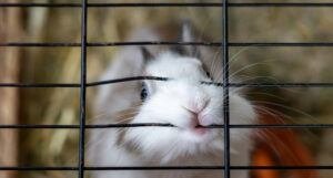 stop rabbit biting