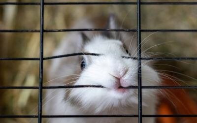 Stop Rabbit Biting in 7 Ways