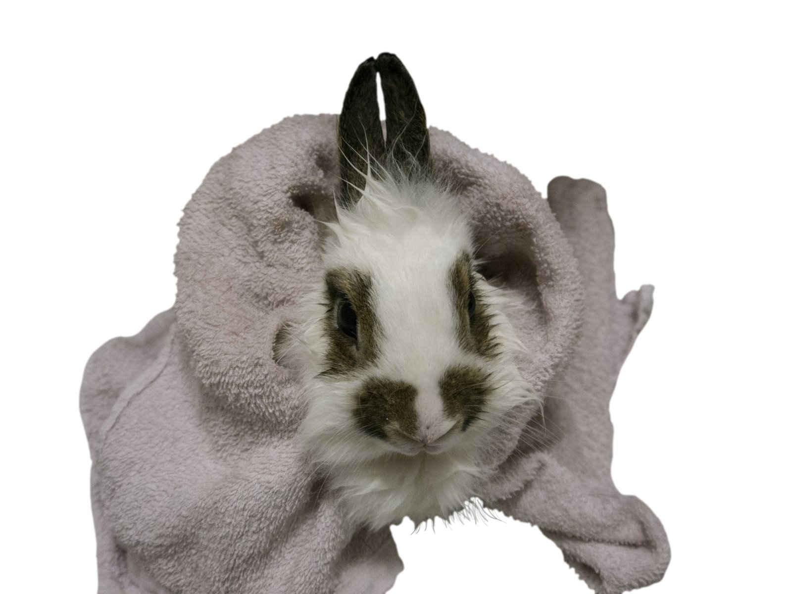 Spot clean a rabbit Spot clean a rabbit