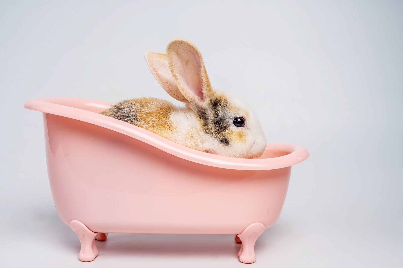 Bunny inside the pink tub