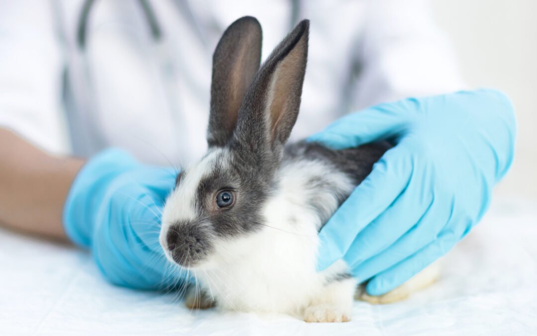 coccidiosis in rabbits