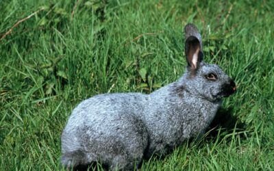 Champagne d'Argent rabbits
