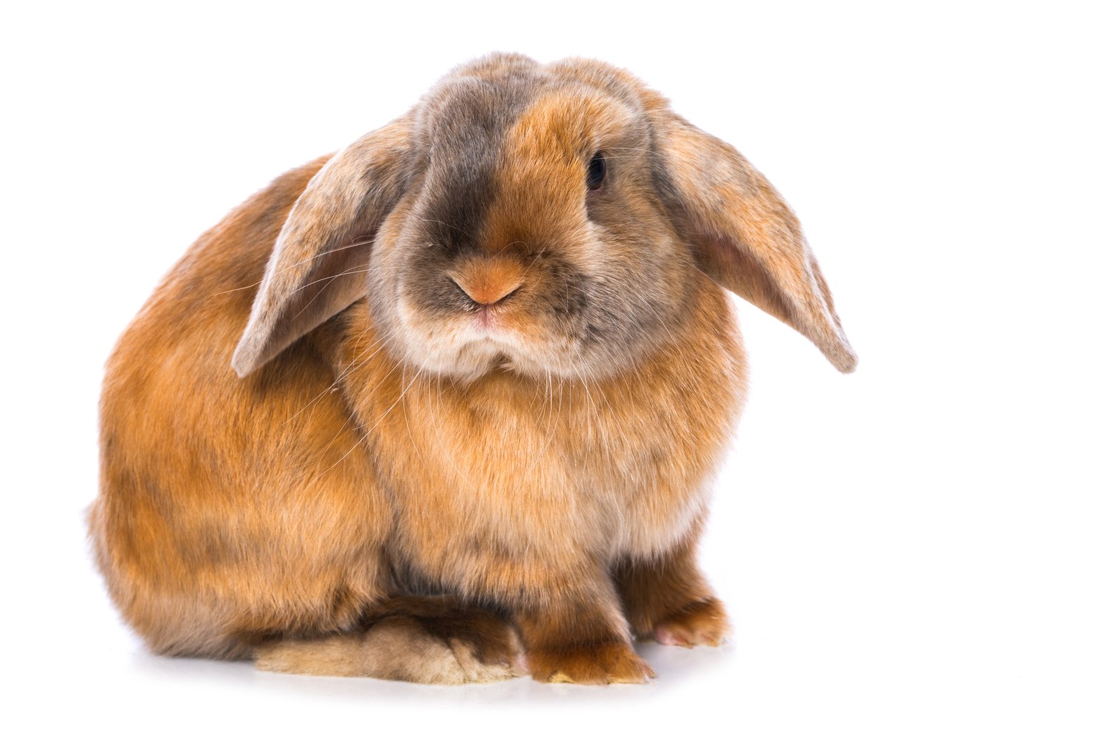 A Mini Satin rabbit breed