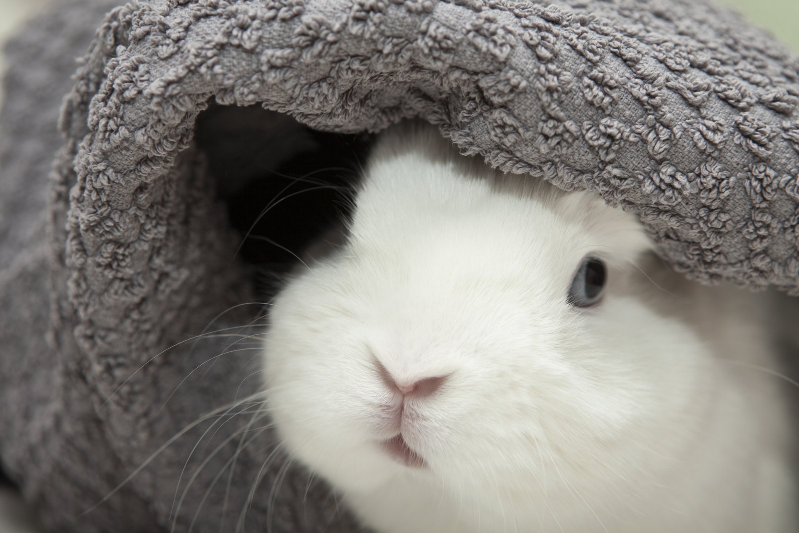 dreamstime_m_215595625 Calm your rabbit by covering it with a towel