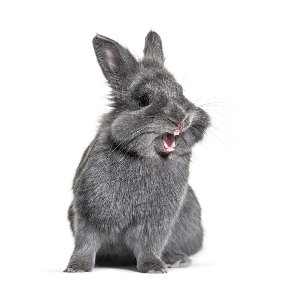 Stop Rabbit Biting in 7 Ways The Rabbit Hop