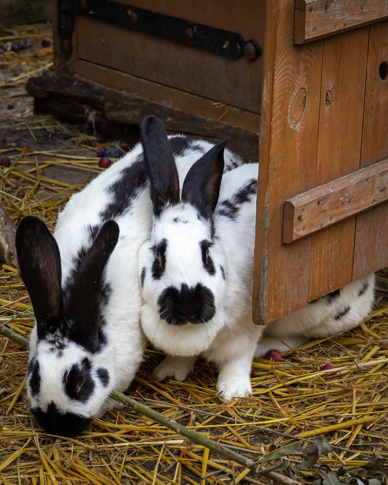 Bunnies inside a hutch Bunnies inside a hutch