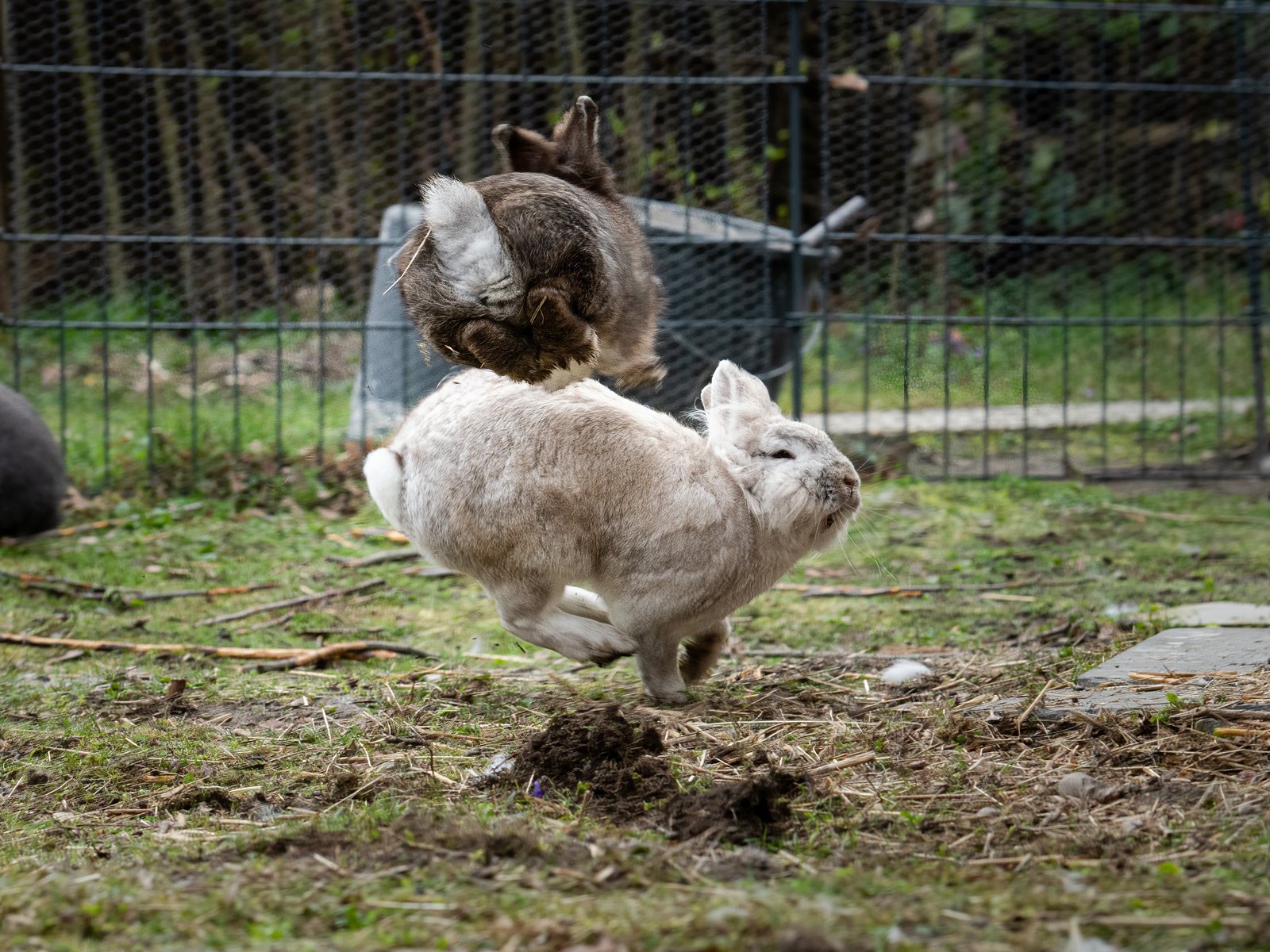 Rabbits fighting and hopping Rabbits fighting and hopping