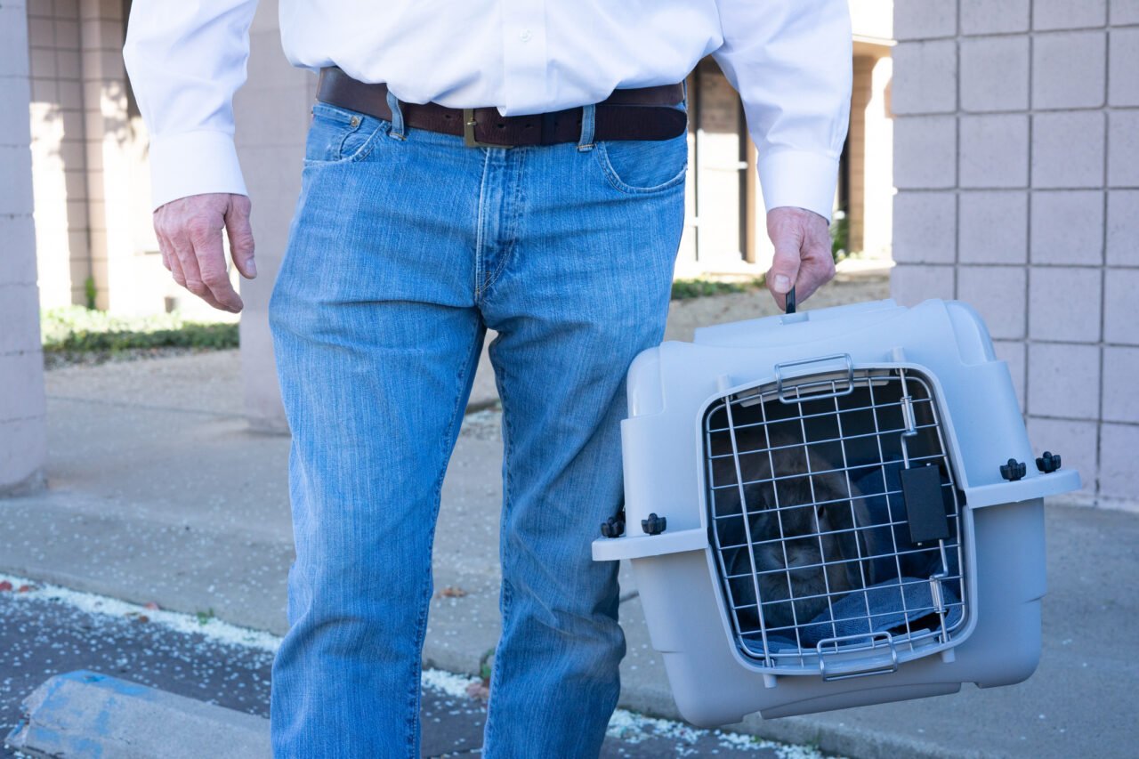 Travel with Your Rabbit: An Ultimate Guide - The Rabbit Hop