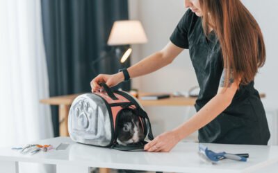A woman to travel with her rabbit