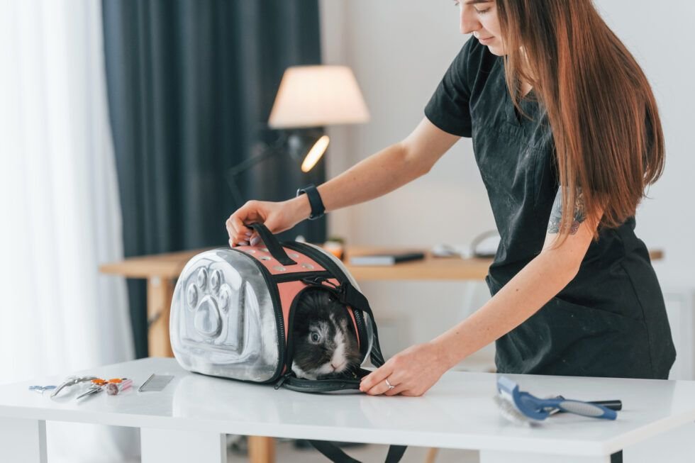 Travel with Your Rabbit: An Ultimate Guide - The Rabbit Hop