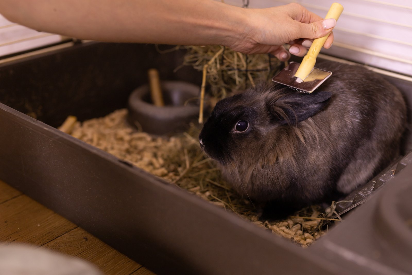 An owner removing rabbit's loose fur