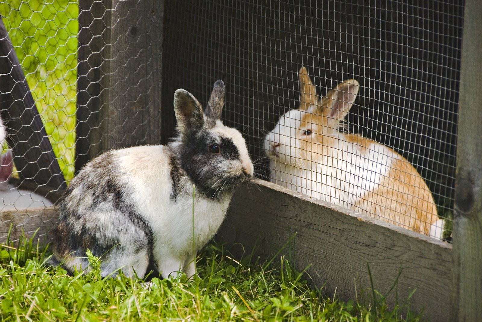 dreamstime_m_3917901 Rabbits in a separate hutch