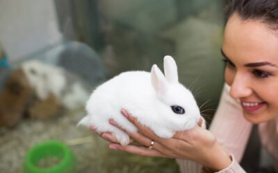 Rabbits are becoming more popular