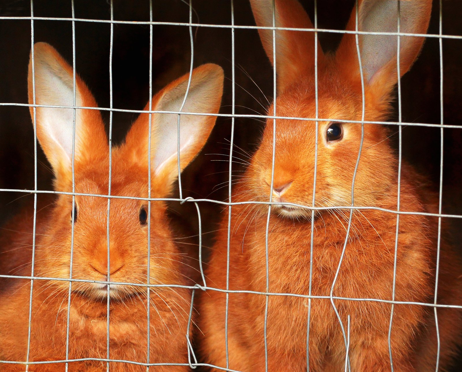 Red New Zealand rabbits inside their cage