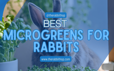 Best Microgreens for Rabbits