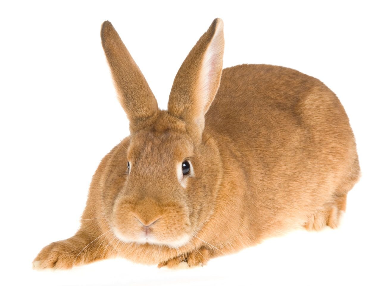 The Ultimate Guide To New Zealand Rabbit Lifespans - no96yhj