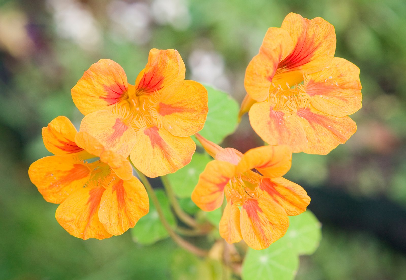 A nasturtium plant A nasturtium plant