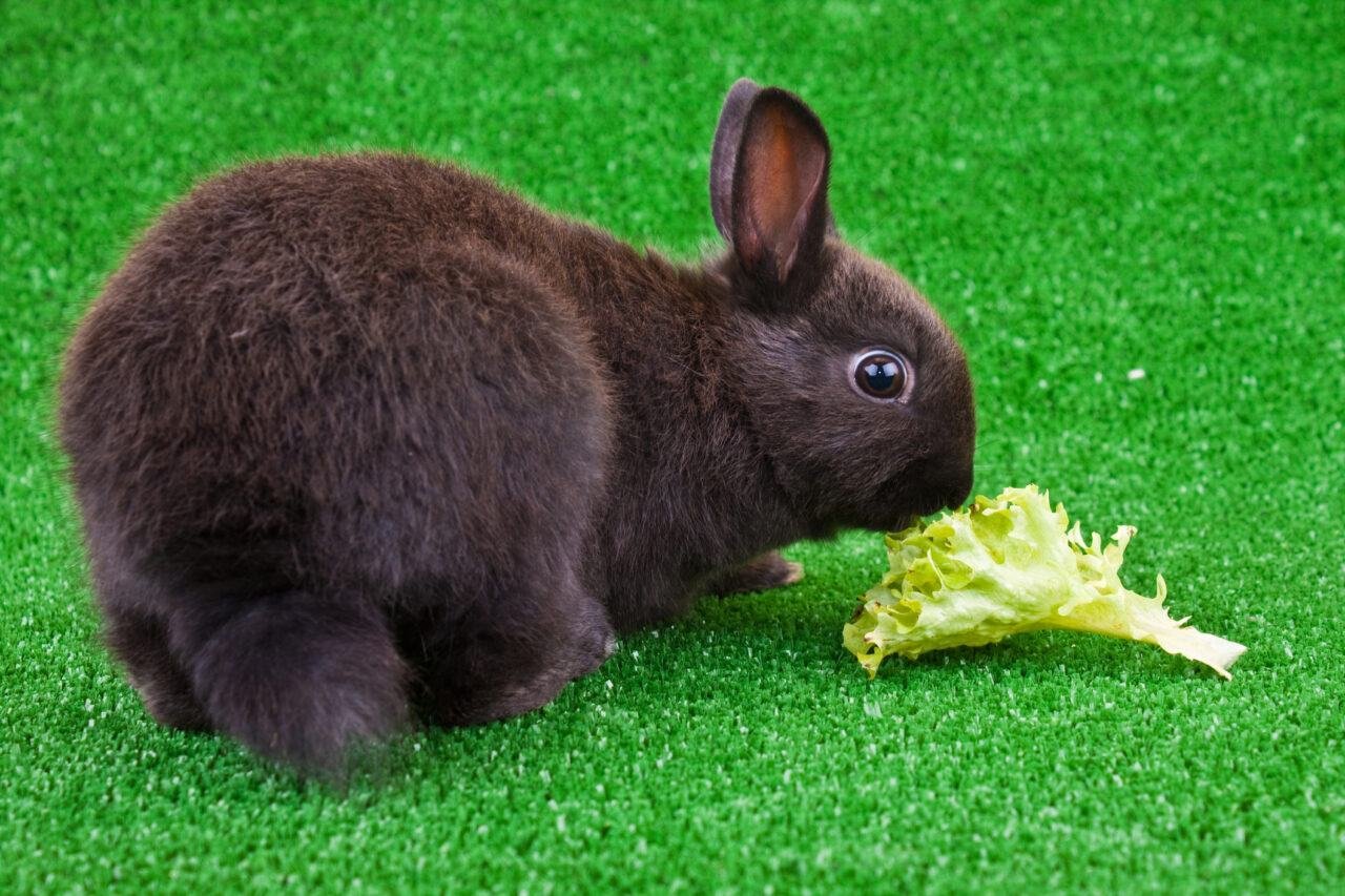 Best Microgreens for Rabbits - The Rabbit Hop