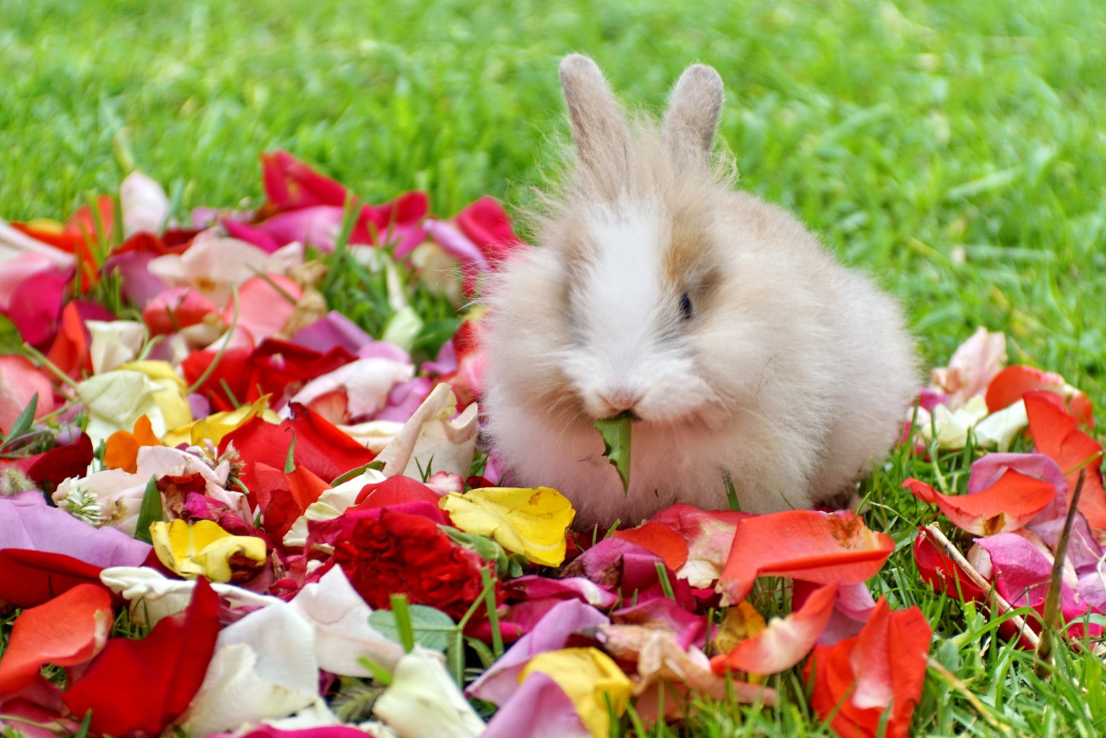 flowers that rabbits like flowers that rabbits like