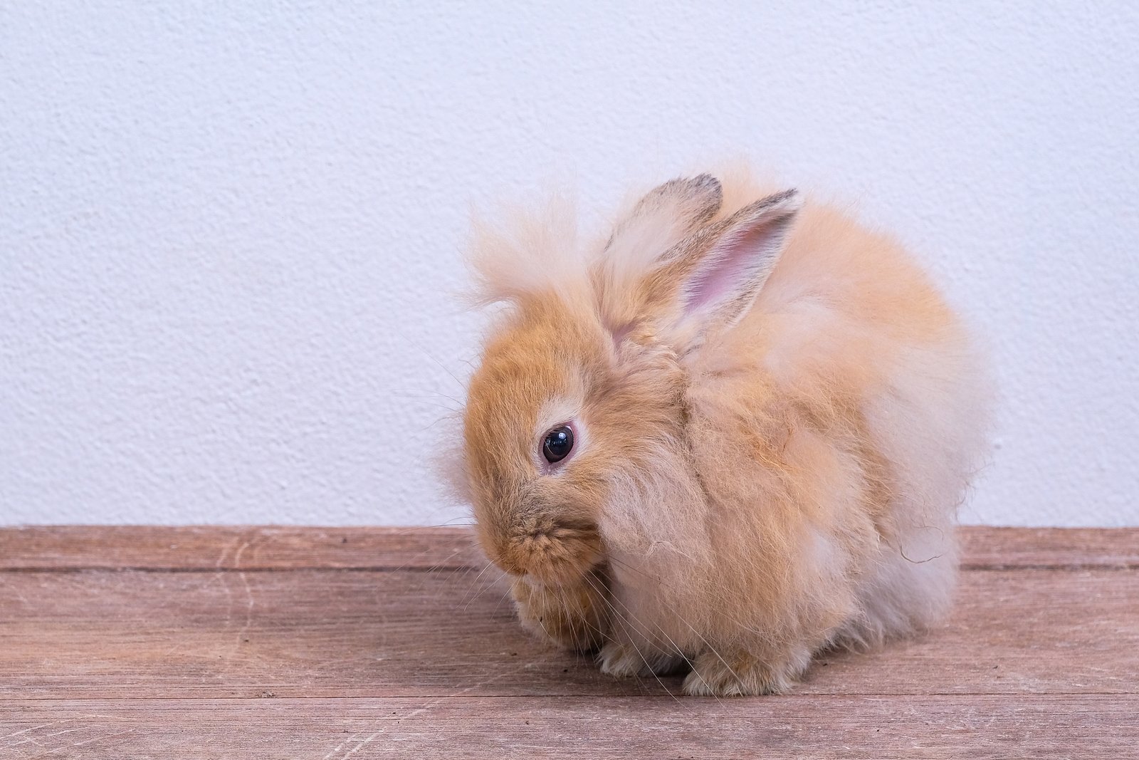 An indoor bunny