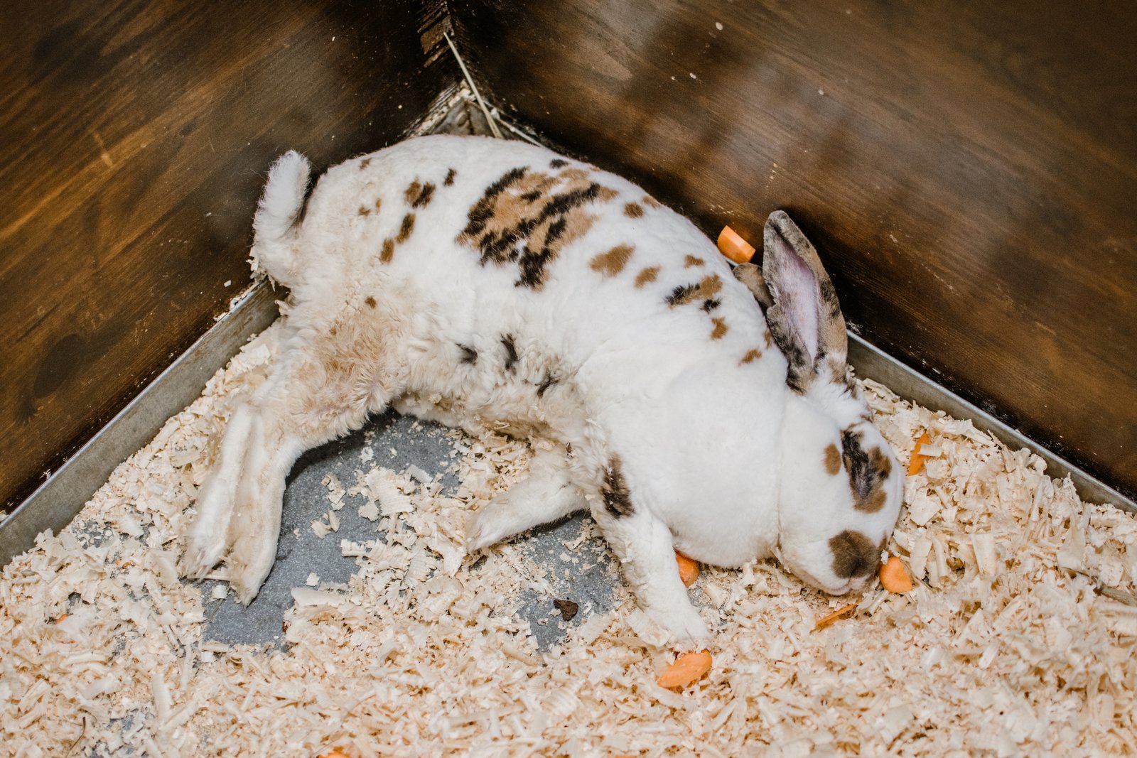 Unconscious rabbit inside its hutch Unconscious rabbit inside its hutch