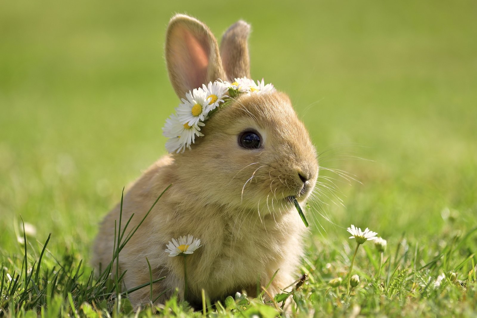 flowers that rabbits like