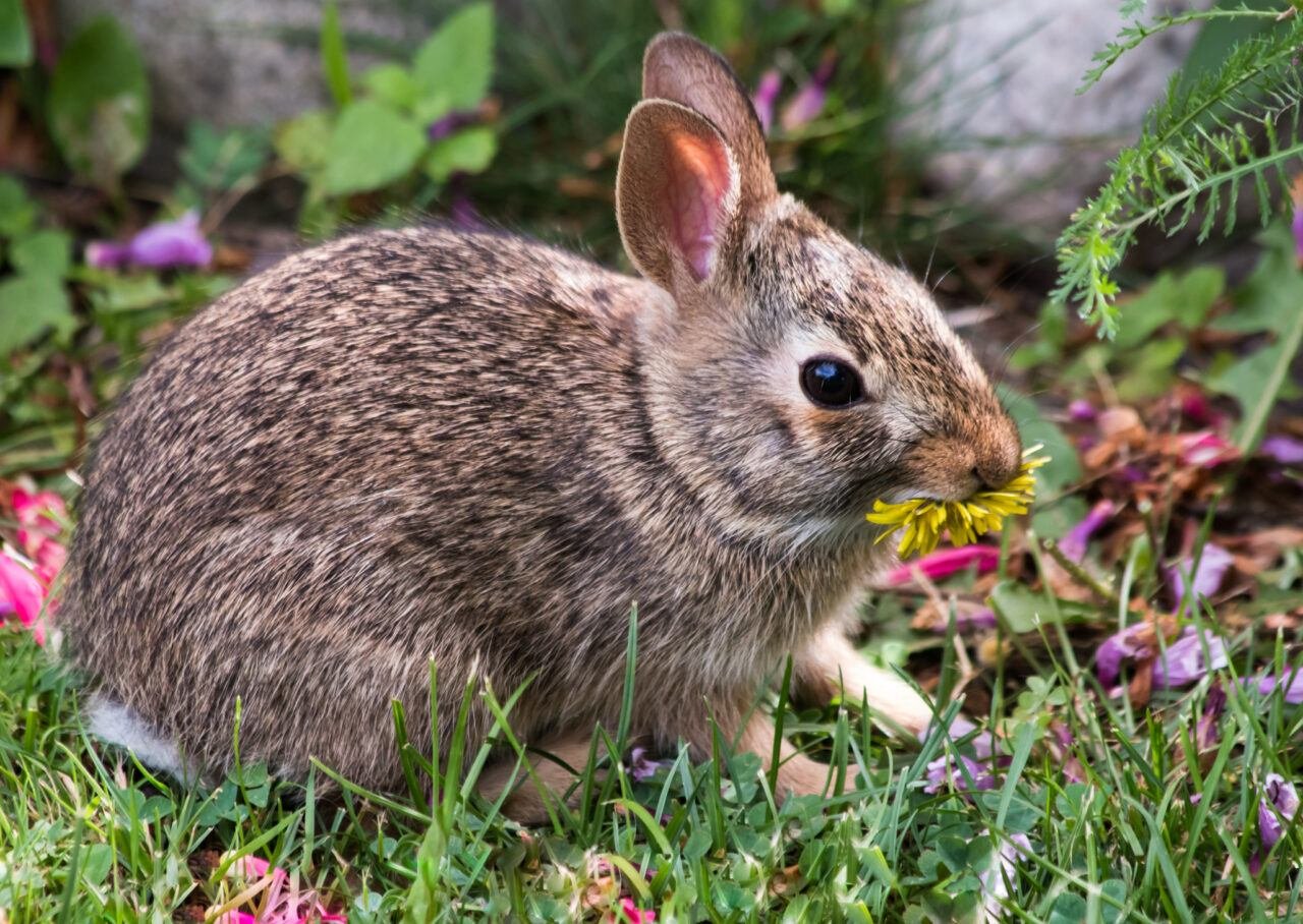15 Flowers that Rabbits Like to Eat - The Rabbit Hop