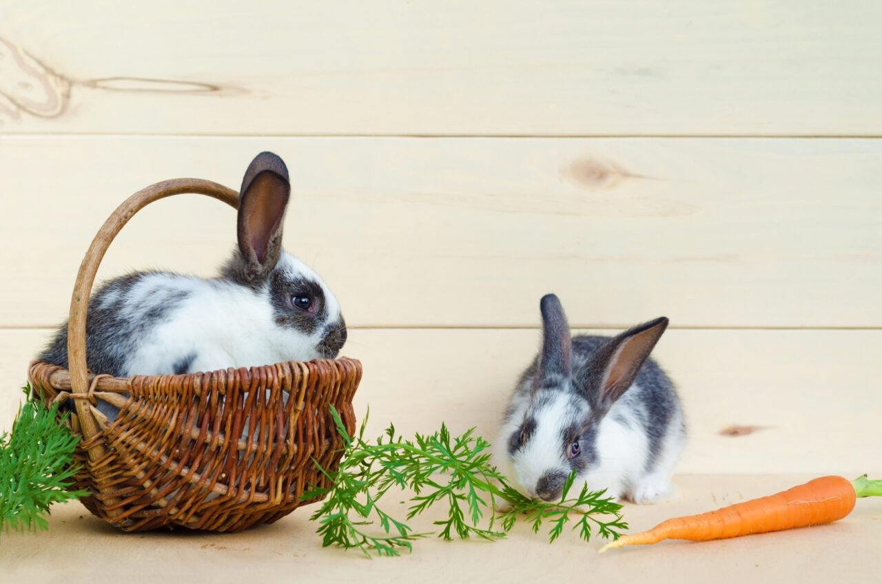 Herbs for Rabbit 12 Safe Herbs for Your Pet The Rabbit Hop