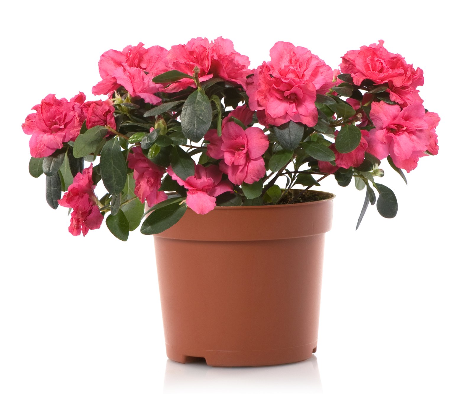 Azalea plant Azalea plant