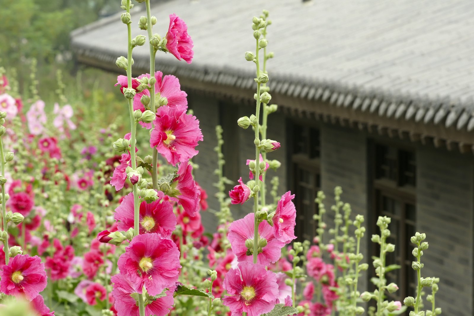 Hollyhock flowers Hollyhock flowers