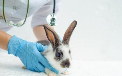 Coccidiosis in Rabbit: Symptoms and Treatment