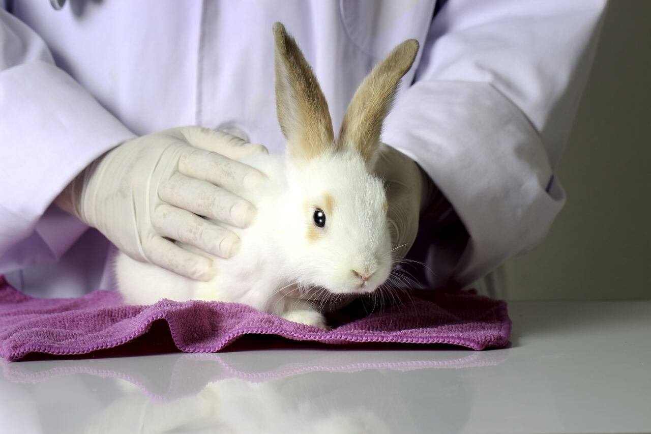 Coccidiosis in Rabbit: Symptoms and Treatment - The Rabbit Hop