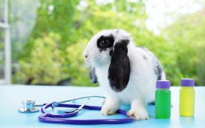 Rabbit Sickness Symptoms: 12 Signs to Know