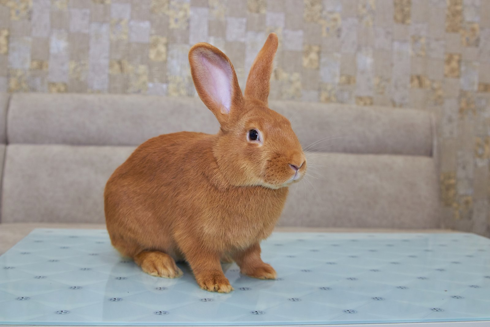 An indoor bunny