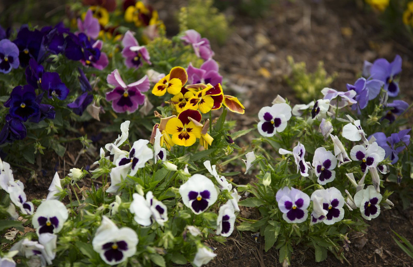 Colorful pansies in the garden Colorful pansies in the garden