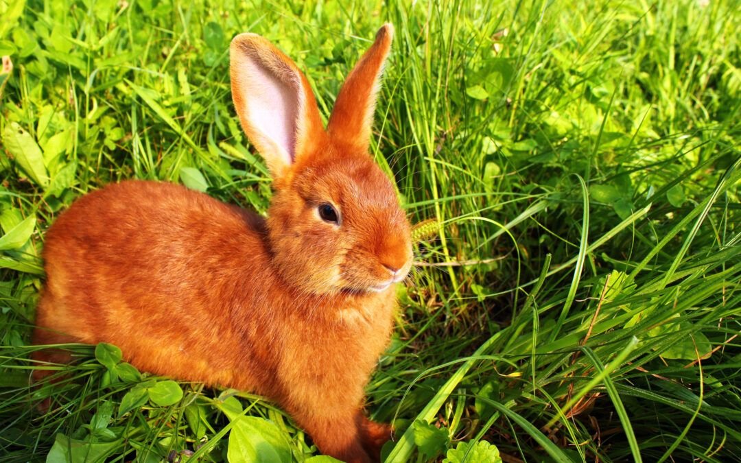 New Zealand Rabbit Breed: An Ultimate Guide - The Rabbit Hop