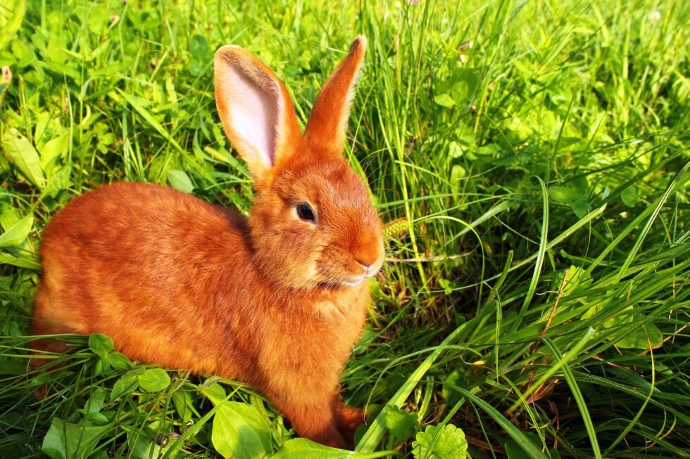 New Zealand Rabbit Breed An Ultimate Guide The Rabbit Hop